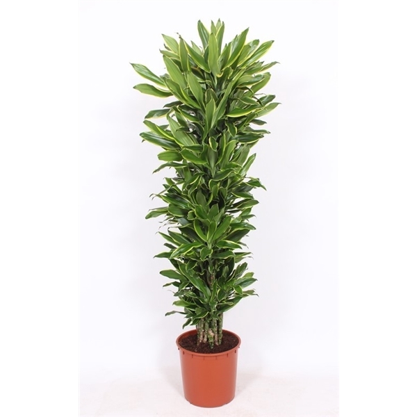 <h4>Dracaena Golden Coast</h4>