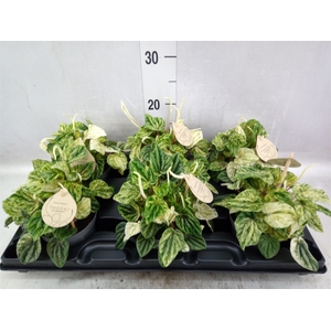 Peperomia