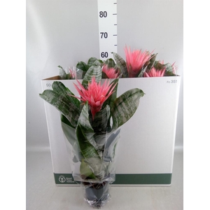 Aechmea fasciata 'Primera'