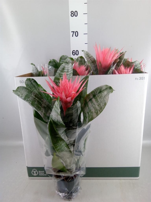 <h4>Aechmea fasciata 'Primera'</h4>
