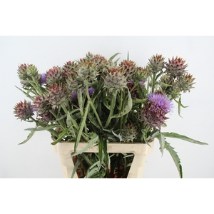 CYNARA CARDUNCULUS