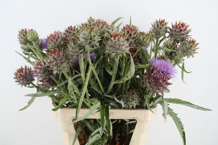 <h4>CYNARA CARDUNCULUS</h4>
