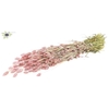 Phalaris per bunch Frosted Pink