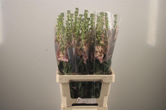 <h4>MATTH PHANT APRICOT</h4>