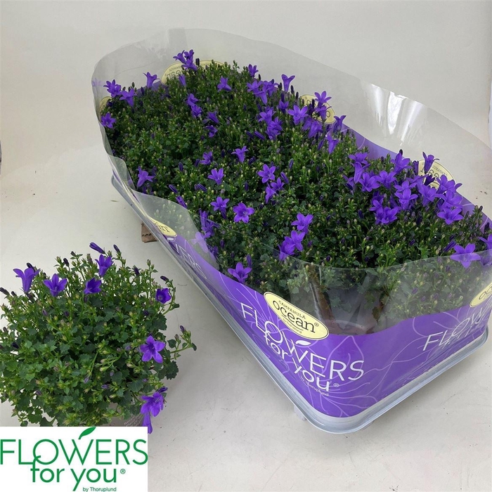 <h4>Campanula portenschlagiana Ocean</h4>