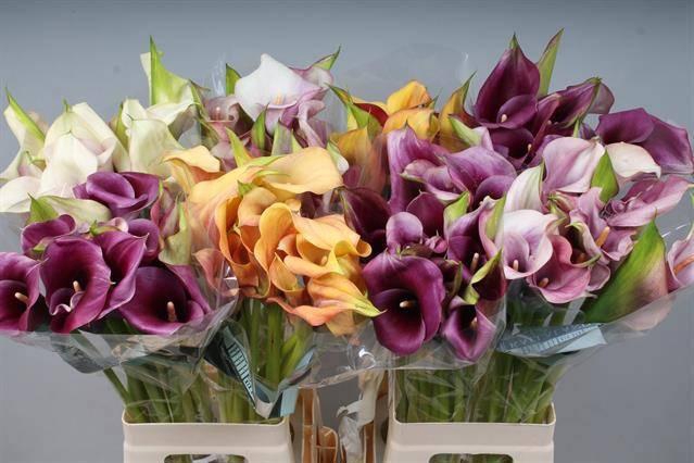 <h4>ZANT GEM IN FUST</h4>