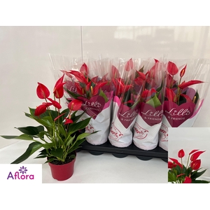 ANTHU BANDEROLA ROJA