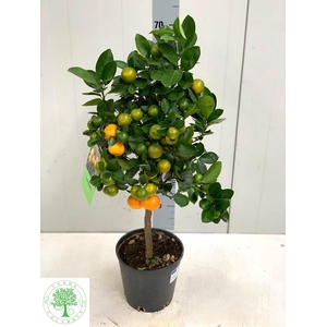 CITR MARGARITA stock