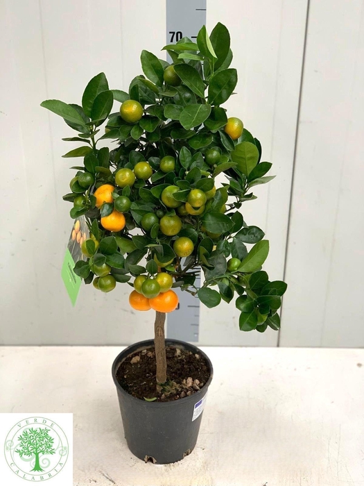 <h4>CITR MARGARITA stock</h4>