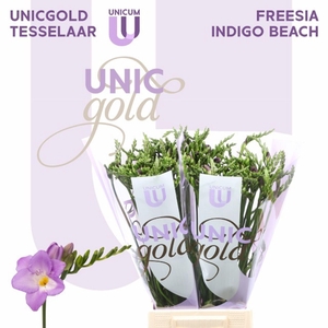 Freesia enk Indigo Beach