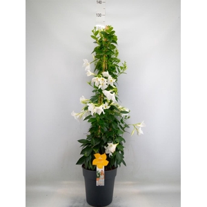 Mandevilla sand. 'SumStar White'