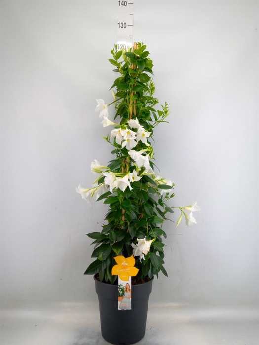 <h4>Mandevilla sand. 'SumStar White'</h4>
