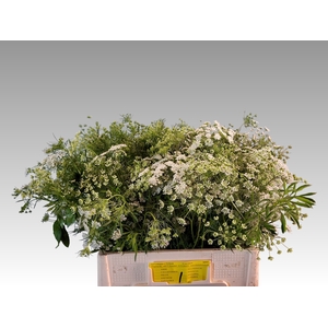 AMMI MAJUS GRACELAND