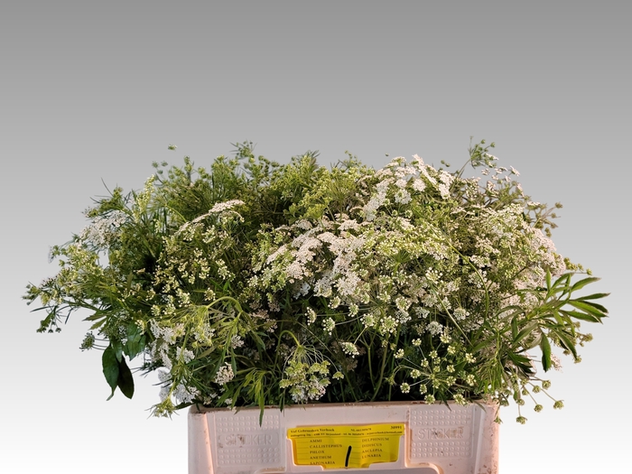 <h4>AMMI MAJUS GRACELAND</h4>