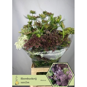 DAUCUS CAROTA DARA