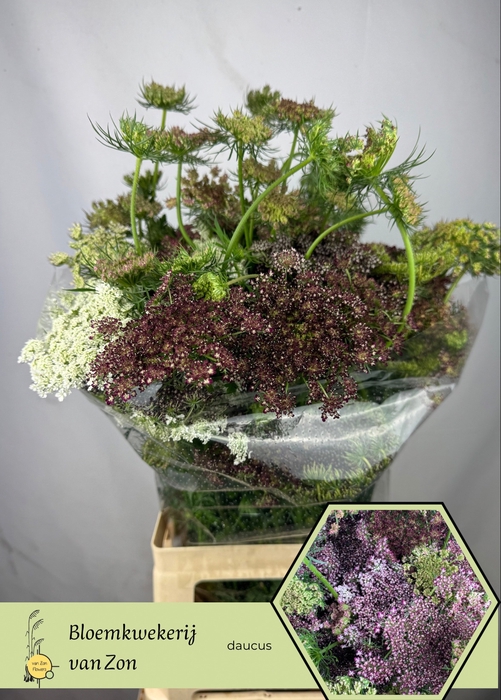 <h4>DAUCUS CAROTA DARA</h4>