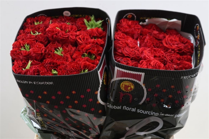 <h4>R Gr Red Monster</h4>