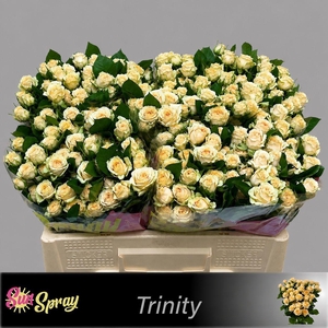 R TR TRINITY