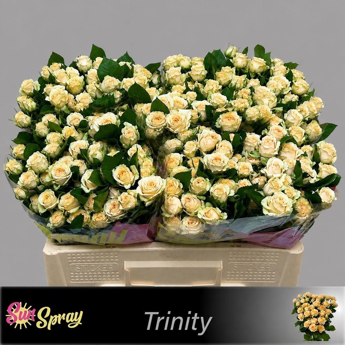 <h4>R TR TRINITY</h4>