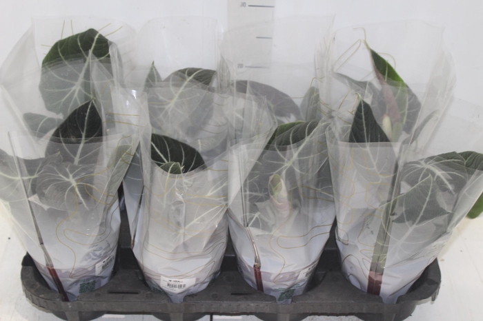 <h4>ALOCASIA BLACK P12</h4>