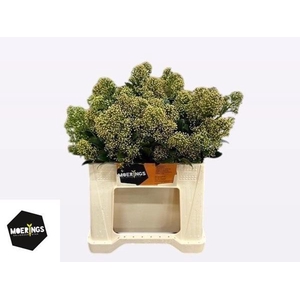 SKIM J SNOW WHITE BS