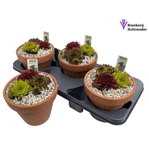 ARR SEMPERVIVUM