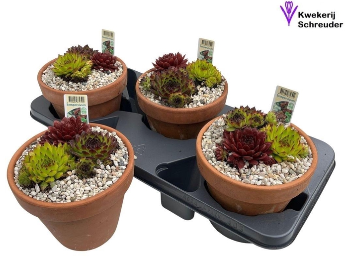 <h4>ARR SEMPERVIVUM</h4>
