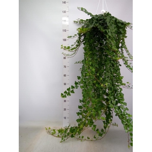 Hedera helix 'Wonder'