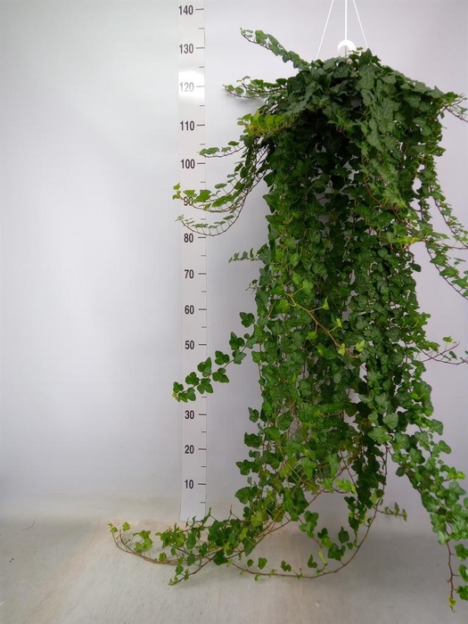 <h4>Hedera helix 'Wonder'</h4>