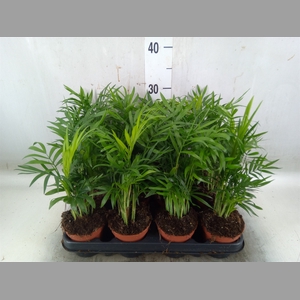 Chamaedorea elegans