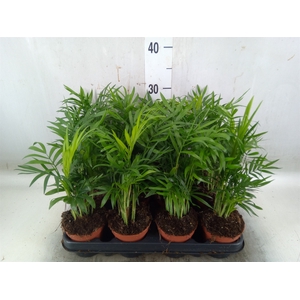 Chamaedorea elegans
