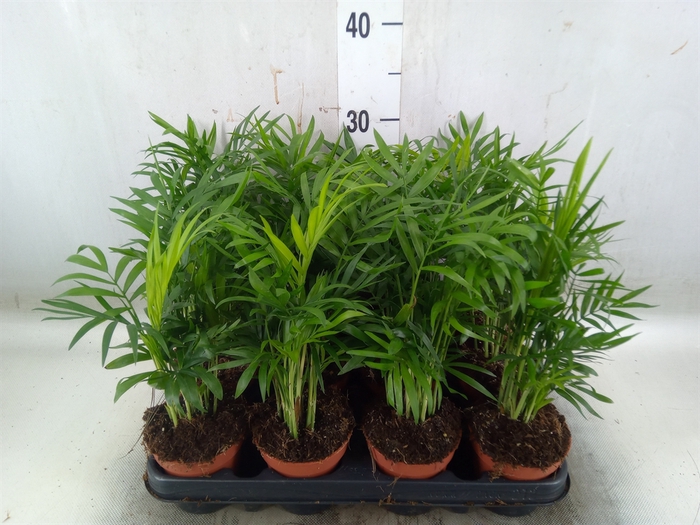 <h4>Chamaedorea elegans</h4>