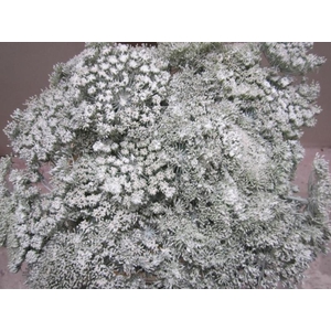Ammi Vis Green Mist Wit
