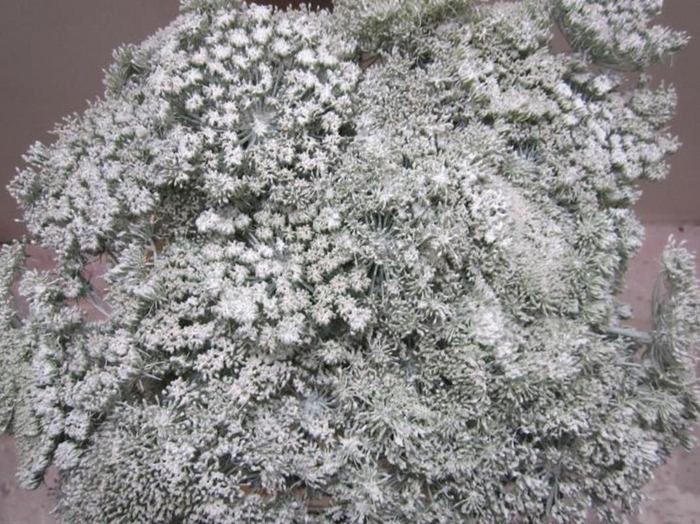 <h4>Ammi Vis Green Mist Wit</h4>