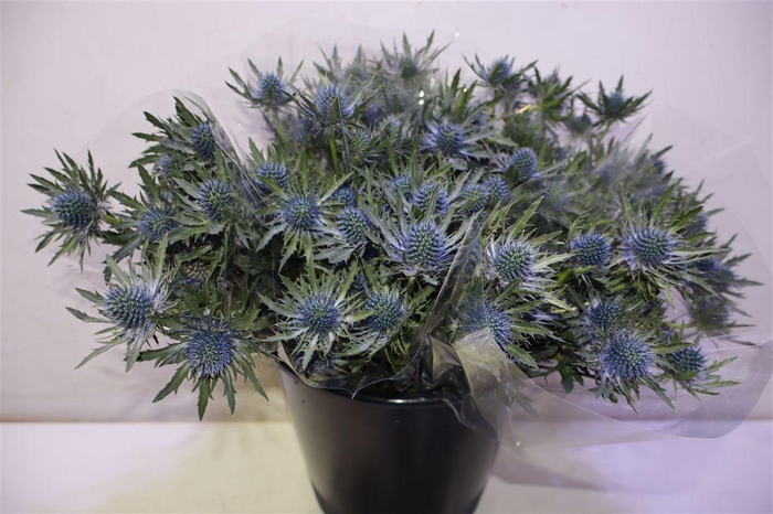 <h4>Eryn Aquarius Qstar X5</h4>