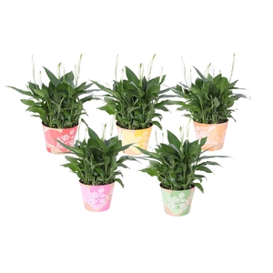 KP-849.6 - Spathiphyllum in waterdichte smartcup mix