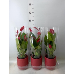 Anthurium  'Banderola Lava'