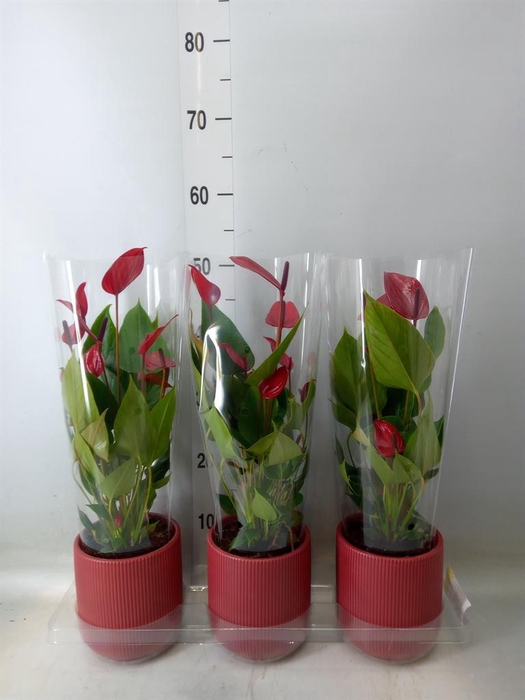 <h4>Anthurium 'Banderola Lava'</h4>