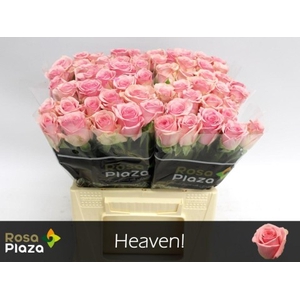 Rosa large heaven!