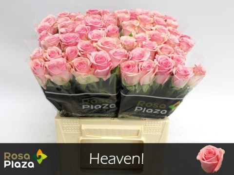 Rosa large heaven!