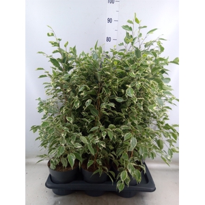 Ficus benja. 'Twilight'