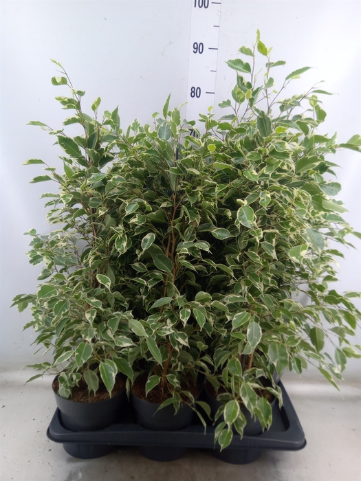 <h4>Ficus benja. 'Twilight'</h4>