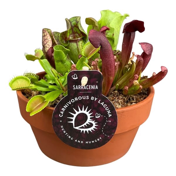 <h4>Vleesetende planten mix in 16 cm terracotta schaal 3 pp</h4>