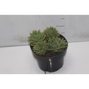 ECHEVERIA ESTRELA P20