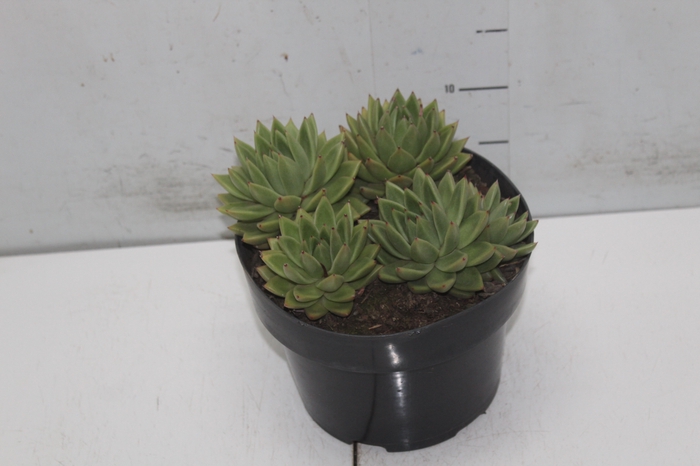 ECHEVERIA ESTRELA P20