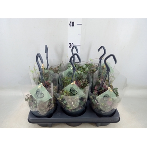 Ceropegia woodii ssp. woodii