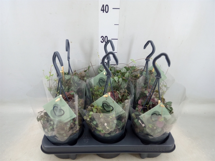 <h4>Ceropegia woodii ssp. woodii</h4>