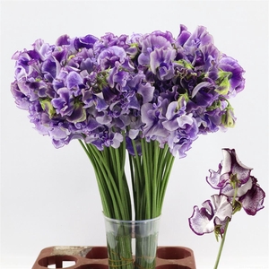 Lathyrus Misty Purper