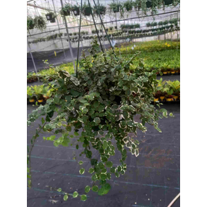 Ficus overig