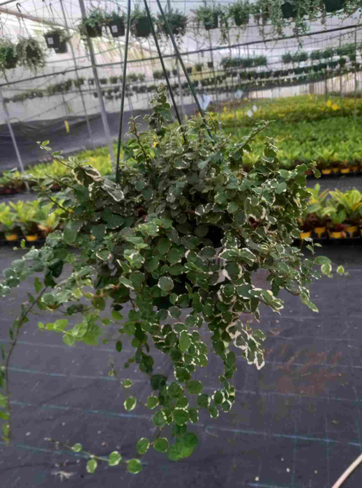 <h4>Ficus overig</h4>